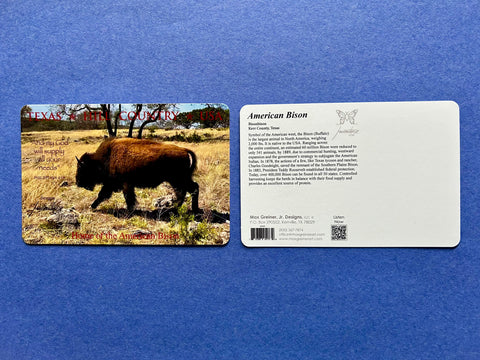 Postcard - American Bison (Buffalo)