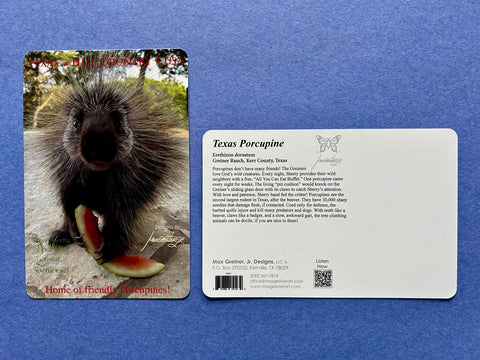 Postcard - Porcupine & Watermelon