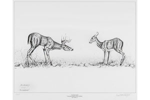 Wildlife: Drawing Print  “Autumn Fever" Whitetail Deer