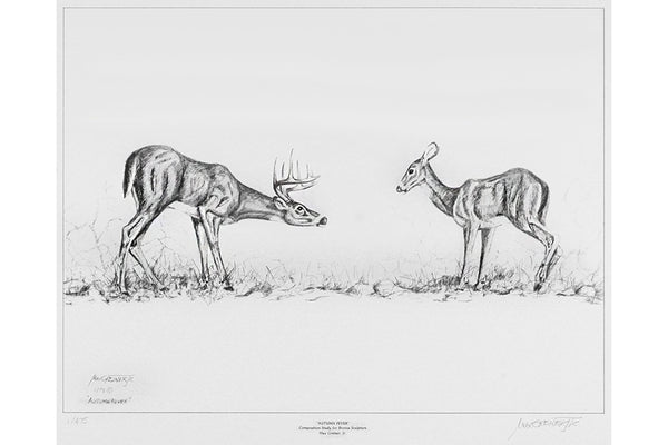 Wildlife: Drawing Print  “Autumn Fever" Whitetail Deer