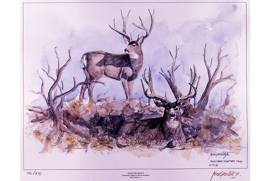 Wildlife: Drawing Print “Mountain Muleys (Mule Deer) – Max