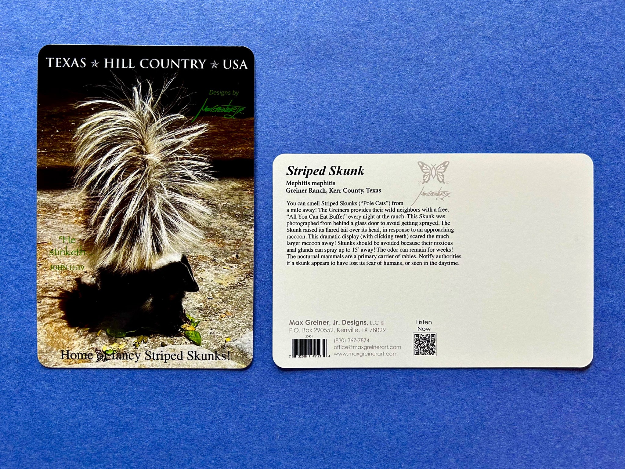 Postcard - Skunk