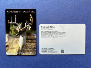 Postcard - Buck, Single