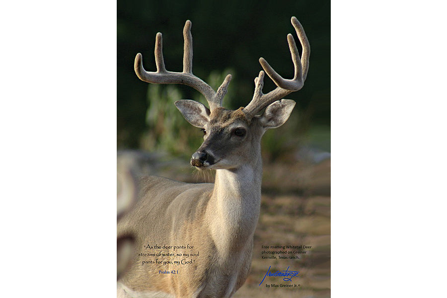 Wildlife: 24" x 36" Canvas Print  “Deer - Psalms 42:1"
