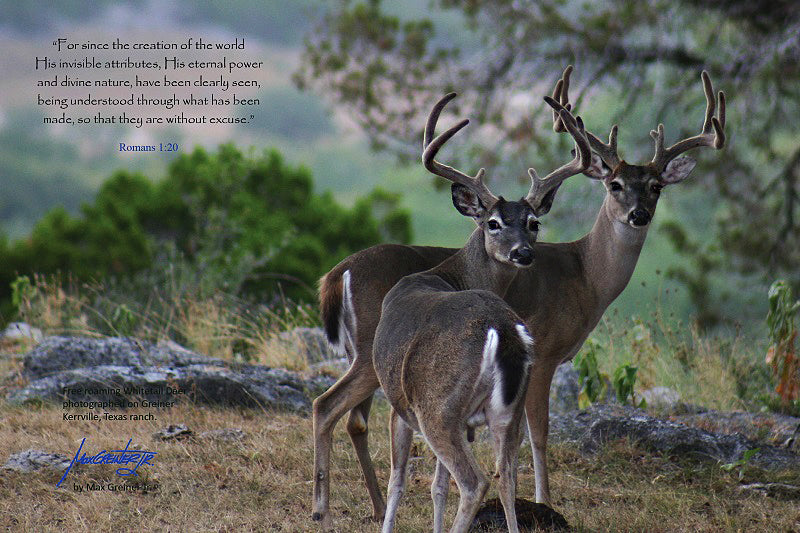 Wildlife: 24" x 36" Canvas Print  “Deer – Romans 1:20"