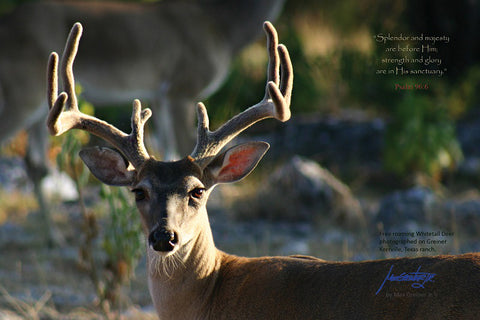 Wildlife: 24" x 36" Canvas Print  “Deer - Psalms 96:6"
