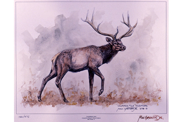 Wildlife: Drawing Print  “California Tule" (Elk)