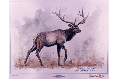 Wildlife: Drawing Print  “California Tule" (Elk)