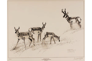 Wildlife: Drawing Print  “Pronghorn Harem" (Antelope)