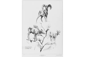 Wildlife: Drawing Print  “Desert Bighorn" (Desert Sheep)