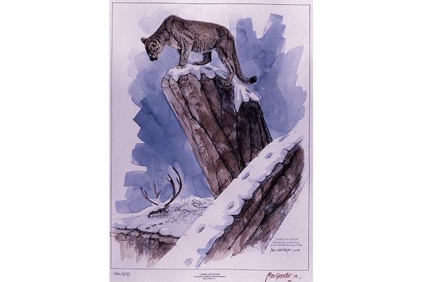 Wildlife: Drawing Print  “Coming Off the Rim" (Cougar)